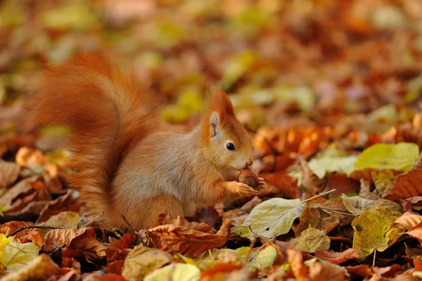 Rotes Eichhörnchen steht mit Haselnuss auf bunten Blättern lizenzfreie Stockfotos