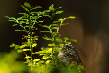 Avrasya pigme baykuşu