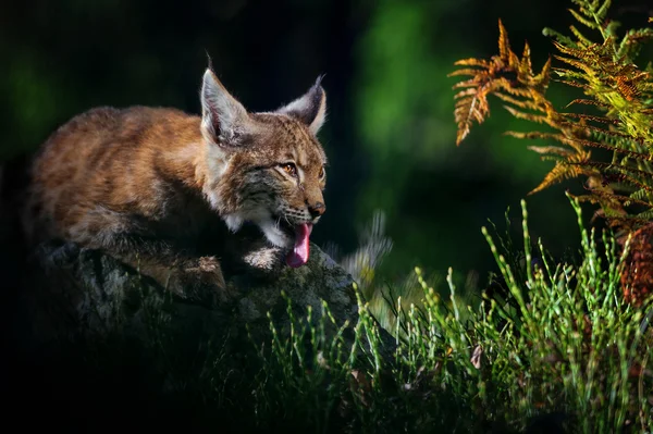 Euraziatische lynx in bos — Stockfoto