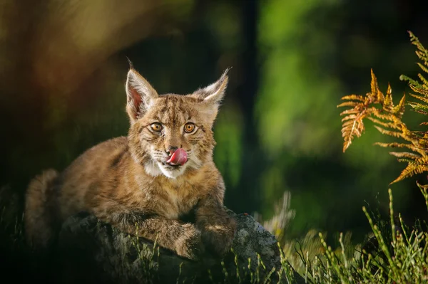 Euraziatische lynx in bos — Stockfoto