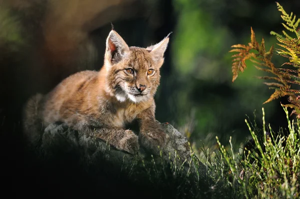 Euraziatische lynx in bos — Stockfoto