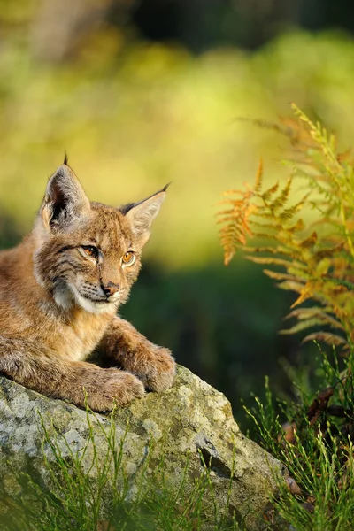 Euraziatische lynx in bos — Stockfoto