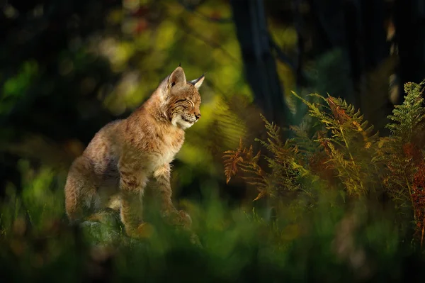 Eurasian lynx in forest — Stock Photo, Image