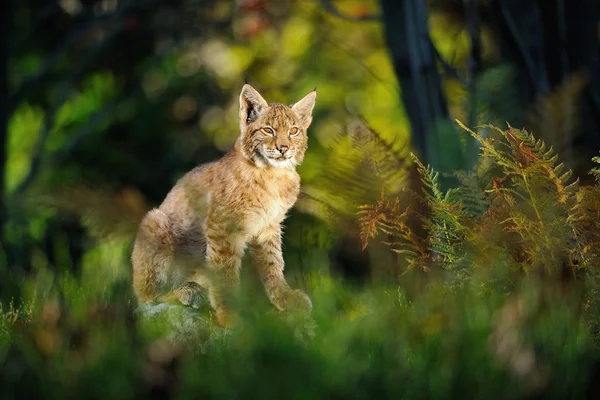 Eurasian lynx in forest — Stock Photo, Image