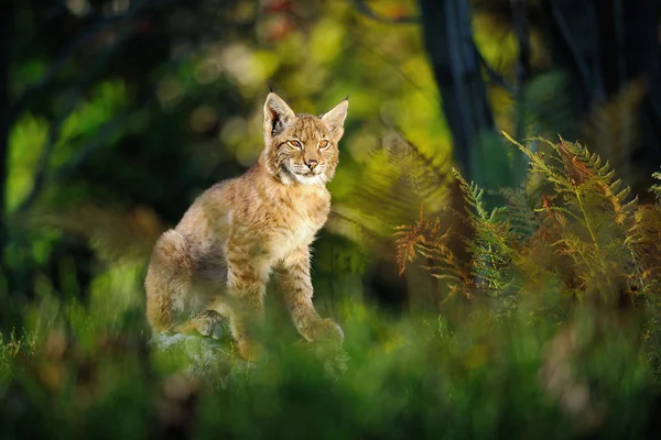 Lince euroasiático en el bosque —  Fotos de Stock