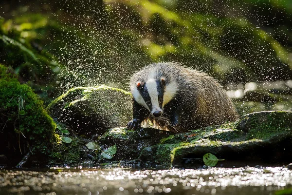 European badger — Stock Photo, Image