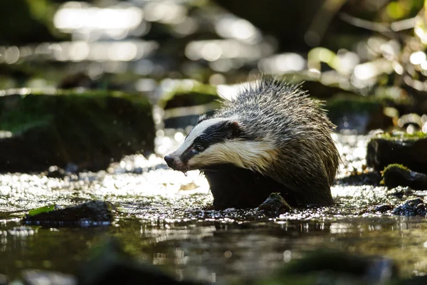 Badger Eropa — Stok Foto