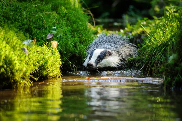 European badger — Stock Photo, Image