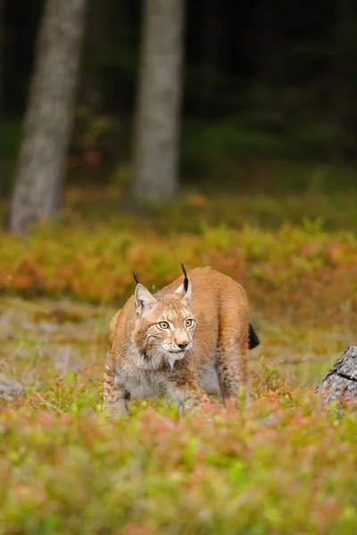 Euraziatische lynx — Stockfoto