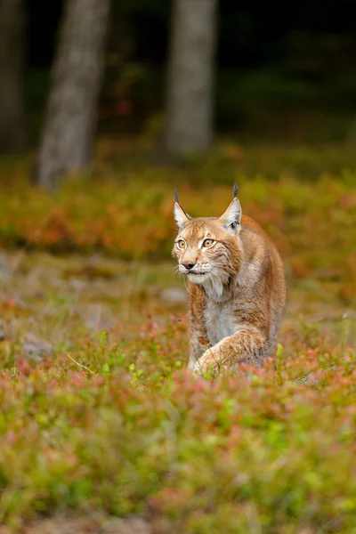 Eurasian lynx — Stock Photo, Image