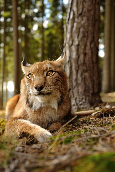 Euraziatische lynx — Stockfoto