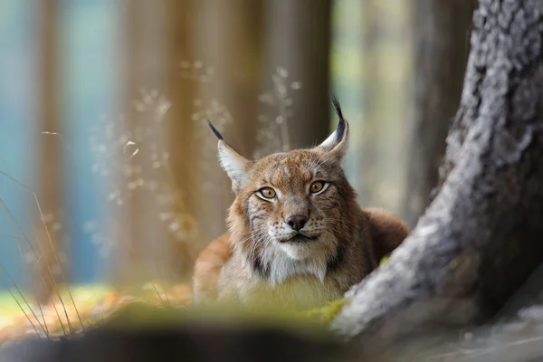 Euraziatische lynx — Stockfoto