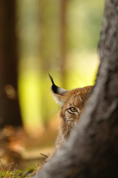 Eurasian lynx — Stock Photo, Image