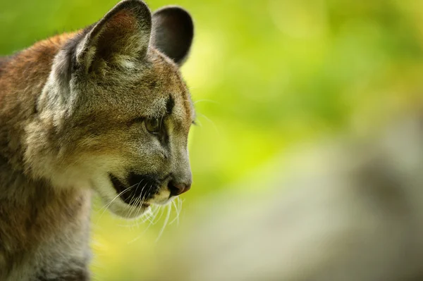 Cabeza de puma —  Fotos de Stock