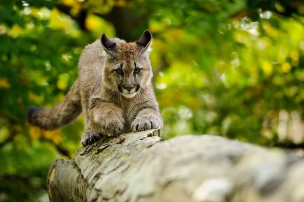 Cougar hoofd — Stockfoto