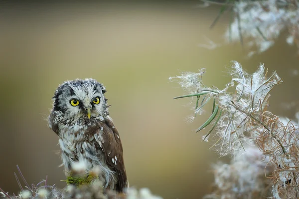 Boreal baykuş — Stok fotoğraf