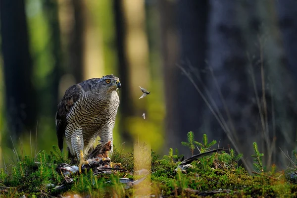 Northern goshawk — Stock Photo, Image