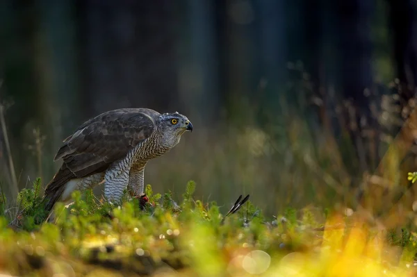 Βόρειο Goshawk — Φωτογραφία Αρχείου