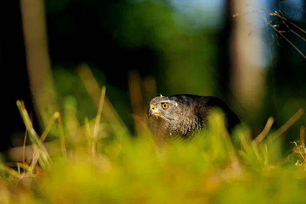 Northern goshawk head — Stock Photo, Image