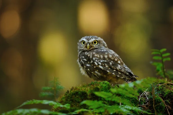 Little owl — Stock Photo, Image