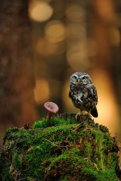 Pequena coruja com cogumelo — Fotografia de Stock