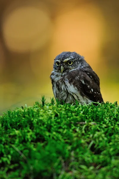 Eurasian pygmy owl — Stock Photo, Image