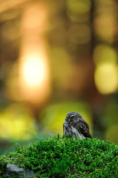 Eurasian pygmy owl — Stock Photo, Image