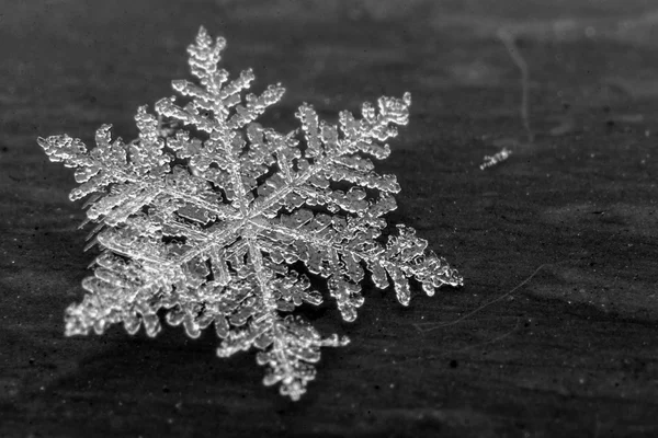 Snöflinga detalj — Stockfoto