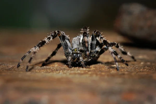 Aranha cruzada no chão — Fotografia de Stock