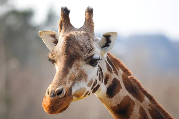 Girrafe baş boyun ile — Stok fotoğraf