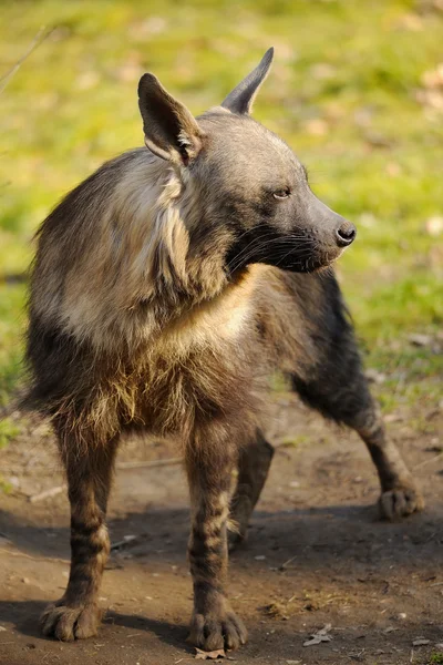 Hyena coklat — Stok Foto