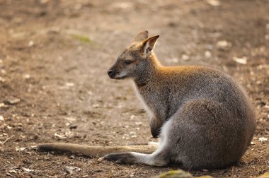 Yerde oturan kanguru
