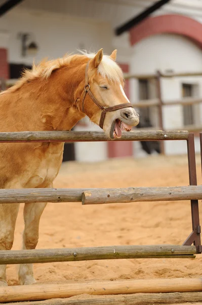 Hilarious horse — Stock Photo, Image