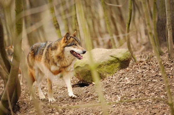 Lobo en el bosque — Foto de Stock