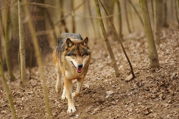 Correndo lobo da vista da frente — Fotografia de Stock