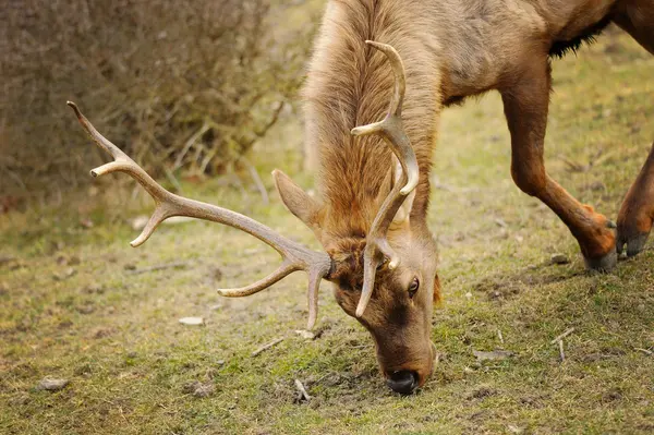 Älg tjur med böja ner huvudet — Stockfoto