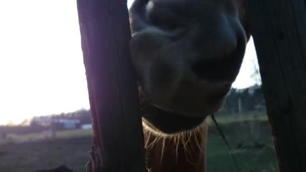 Braunes Pferd rammt Holzzaun und beißt Splitter ab — Stockvideo