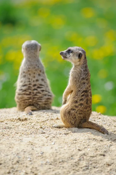 Zwei Erdmännchen auf Wache — Stockfoto