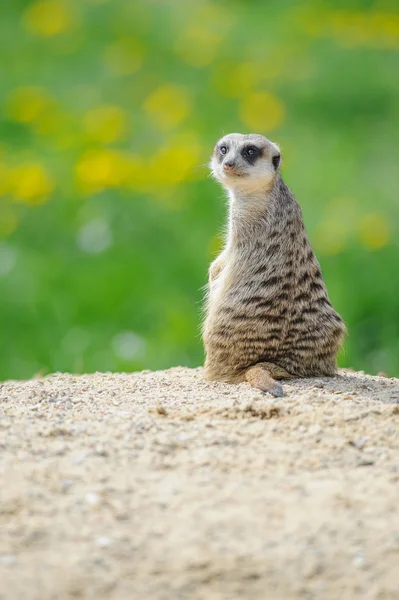 Meerkat en guardia con hierba verde en el fondo — Foto de Stock
