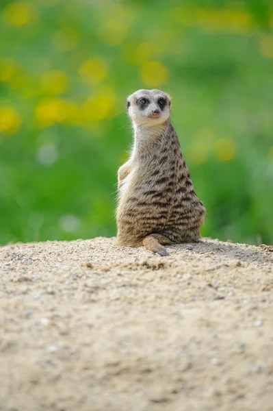 Meerkat sur montre avec herbe verte en arrière-plan — Photo