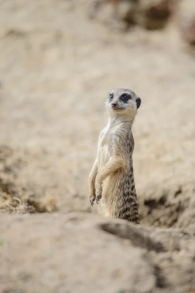 Meerkat de guardia — Foto de Stock