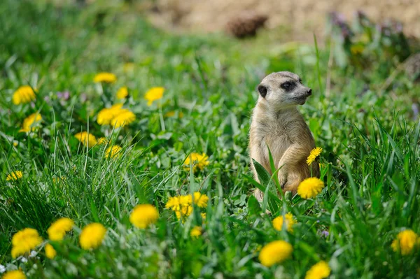 Meerkat in green grass with dandelions — Stock Photo, Image