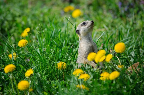 Meerkat in green grass with dandelions — Stock Photo, Image