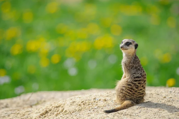 Meerkat arka planda yeşil çim ile nöbet — Stok fotoğraf