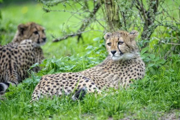 Cheetah cub liggande i gräset — Stockfoto