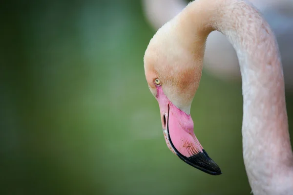 Flamingo head — Stock Photo, Image