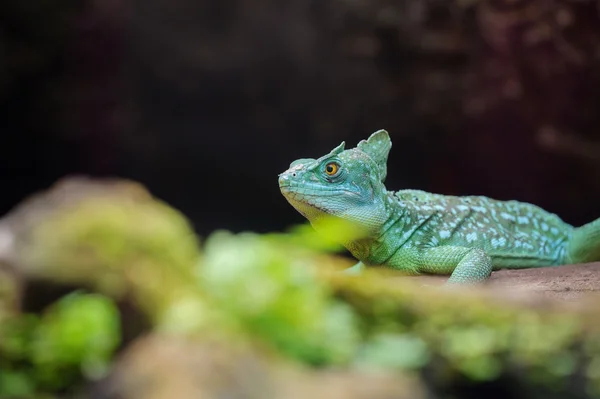 Gefiederter Basilisk — Stockfoto