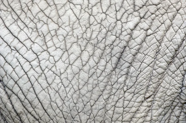 大象的皮肤自然模式 — 图库照片