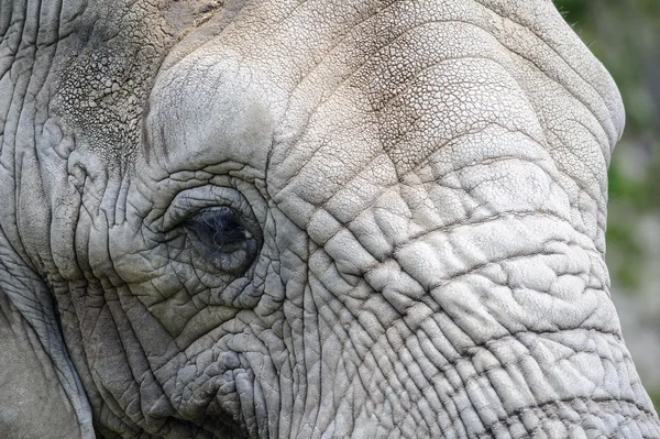 Closeup elephant head