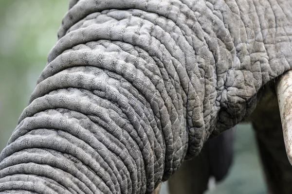 Détail du tronc d'éléphant — Photo